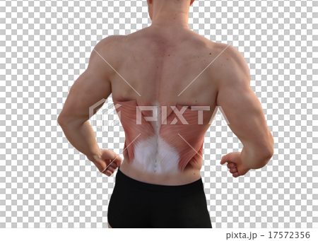 Mastered male perming3DCG插圖素材 17572356