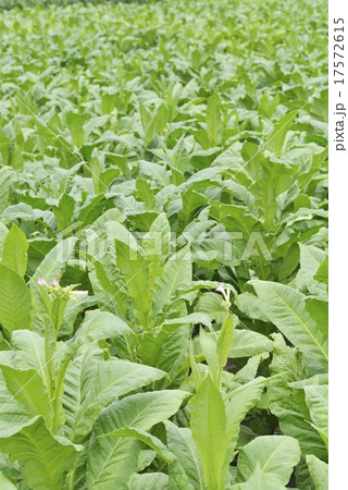 タバコ栽培 17572615