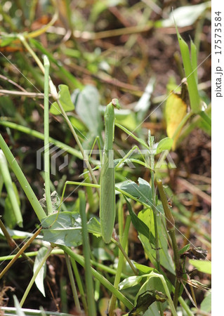 草に紛れるオオカマキリ０２ 17573584