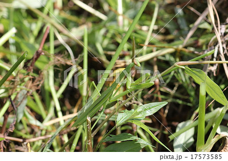 草に紛れるオオカマキリ０３ 17573585