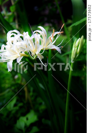 白い彼岸花 17573602