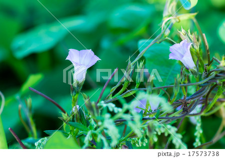 ベニバナマメアサガオ ベニバナマメアサガオ 17573738