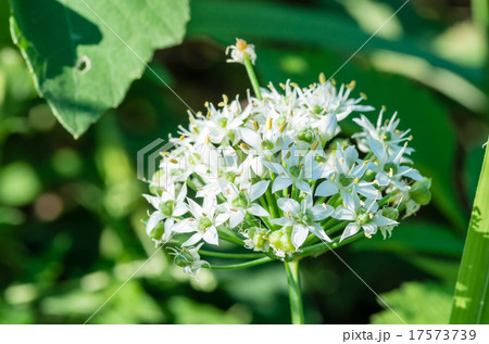 ニラの花 17573739