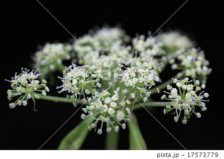 自然 植物 ノダケ 花の白いタイプです これだと セリ科の植物 と納得できます の写真素材