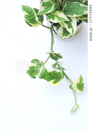 ポトス 17575693