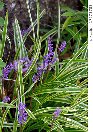 ヤブラン 17575785