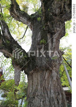「吉備津神社」御神木の大銀杏 「吉備津神社」御神木の大銀杏 17580602