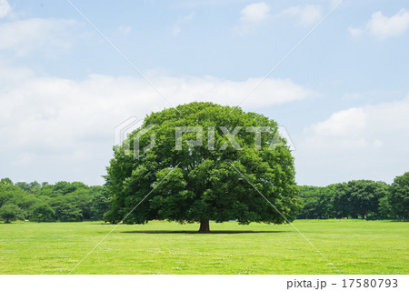木 公園 広場 木 公園 広場 17580793