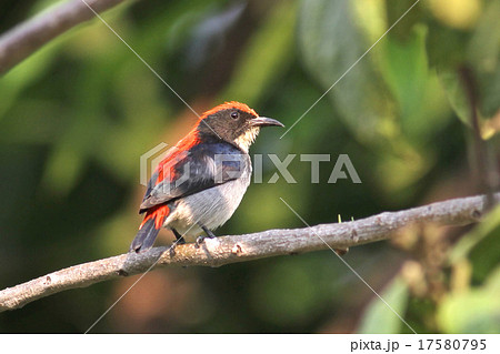 Scarlet-backed Flowerpecker, On tree 17580795