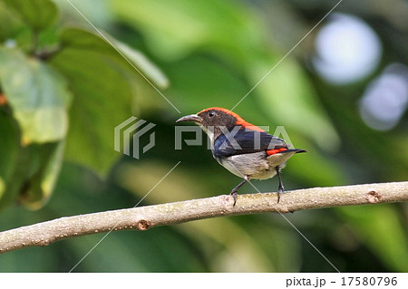 Scarlet-backed Flowerpecker on tree 17580796