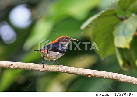 Scarlet-backed Flowerpecker on tree 17580797