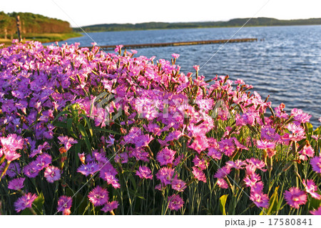 湖畔の花 湖畔の花 17580841