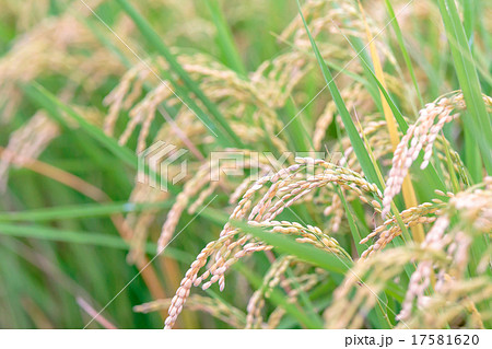 たんぼに実ったもち米 17581620