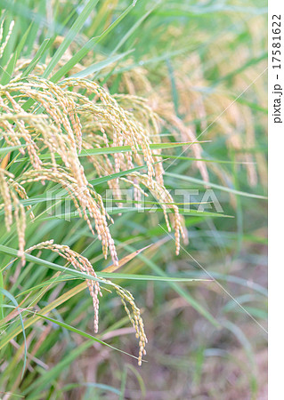 たんぼに実ったもち米 17581622