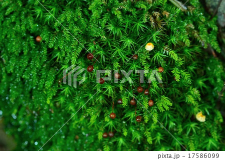 緑のじゅうたん 17586099