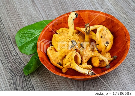 Chanterelle Chanterelle 17586688