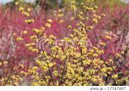 春の印象　サンシュユ 17587807