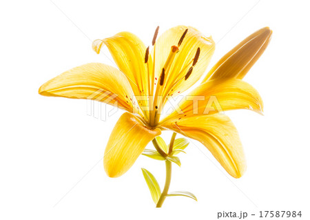 nice lily 17587984