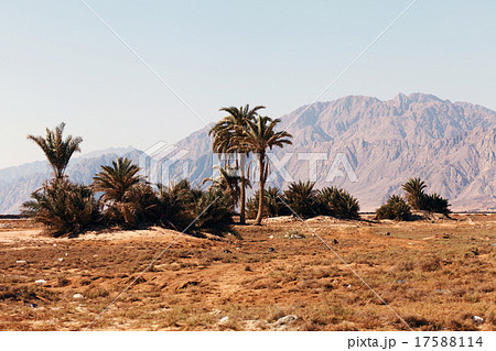 palms in desert palms in desert 17588114