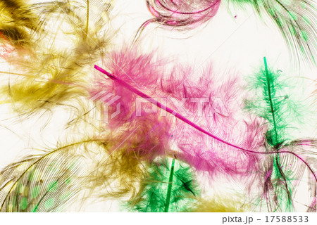 color feathers color feathers 17588533