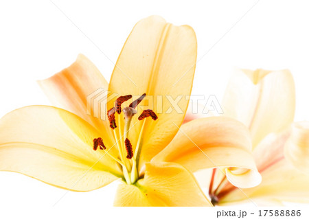 nice lily 17588886