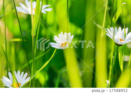 summer meadow 17588952