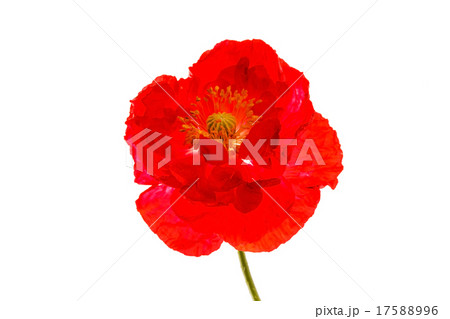 nice poppy nice poppy 17588996