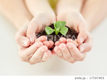 close up of child and parent hands holding sprout close up of child and parent hands holding sprout 17597903