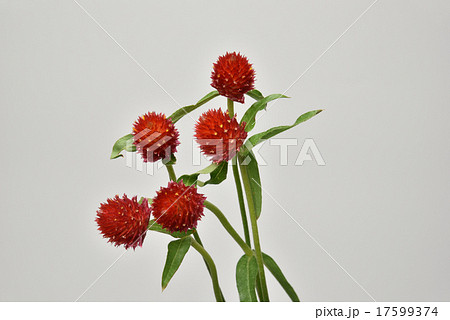 センニチコウ 17599374