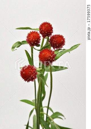 センニチコウ 17599375