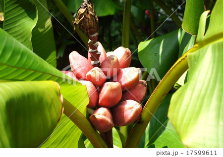 ムサ・ベルチナ ムサ・ベルチナ 17599611