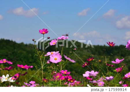 滝野すずらん公園のコスモス 17599914