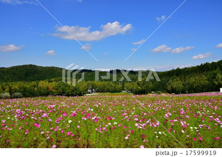 滝野すずらん公園のコスモス 17599919