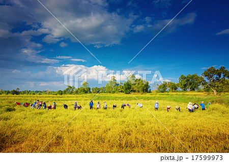 The farmers were harvesting rice. The farmers were harvesting rice. 17599973