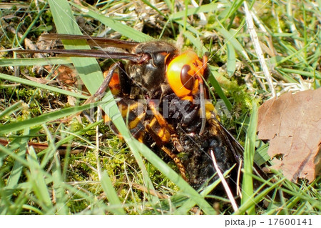 オオスズメバチの狩り 17600141
