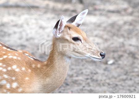 Deer is lifeguard in wildlife 17600921