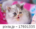 ペルシャの子猫 17601335