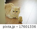ペルシャの猫 17601336