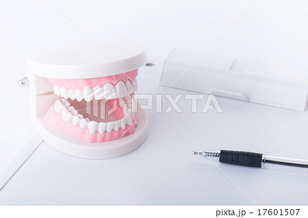 歯の模型 デンタルイメージ 歯の模型 デンタルイメージ 17601507
