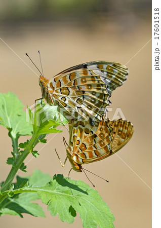 ツマグロヒョウモンの交尾（上・♀　下・♂） 17601518