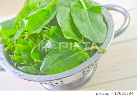 sorrel 17601534