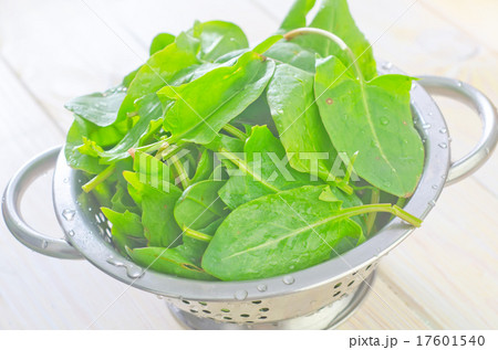 sorrel 17601540