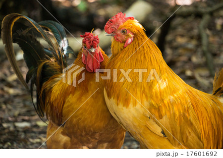 ニワトリ 17601692