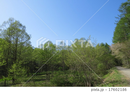 山庭、  花庭、   山庭、  花庭、   17602186