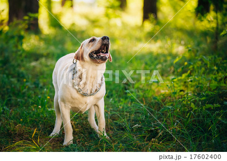 Labrador Retriever Dog Barking Outdoor In Green Labrador Retriever Dog Barking Outdoor In Green 17602400