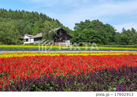 北海道 富良野 花畑の写真素材 北海道 富良野 花畑の写真素材
