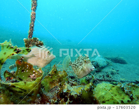 海藻、カワハギ、春の海 17603520