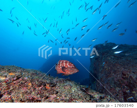 泳ぐアザハタM 泳ぐアザハタM 17603540