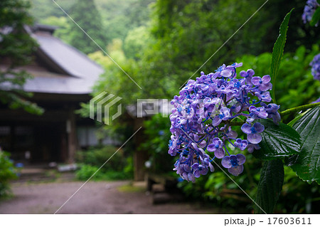 箱根　阿弥陀寺の紫陽花 17603611
