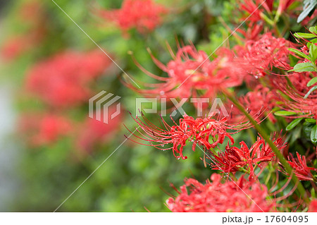 彼岸花 17604095